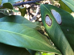 Corynocarpus rupestris arborescens