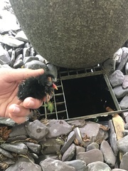 Gallinula chloropus