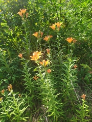 Lilium bulbiferum