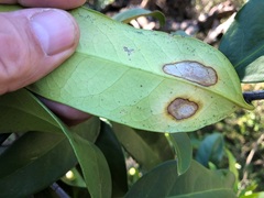 Corynocarpus rupestris arborescens