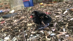 Gallinula chloropus