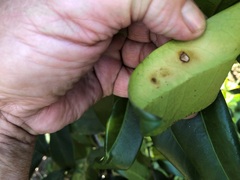 Corynocarpus rupestris arborescens