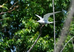 Sterna hirundo longipennis