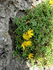 Portulaca okinawensis