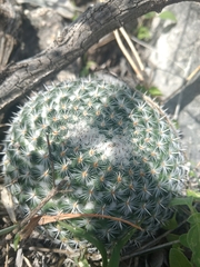 Mammillaria parkinsonii