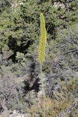 Agave utahensis kaibabensis