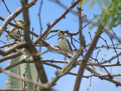 Sporophila albogularis