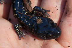 Aneides flavipunctatus