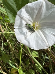 Oedemera nobilis