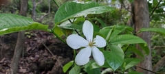 Gardenia resinifera