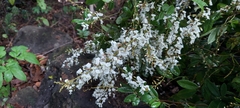 Derris scandens