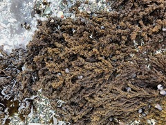 Neorhodomela
