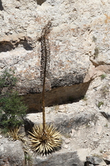 Agave utahensis kaibabensis