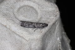 Ortholepis pasadamia