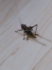 Pholidoptera griseoaptera