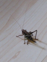 Pholidoptera griseoaptera