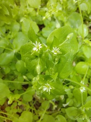 Stellaria media