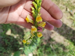 Linaria vulgaris