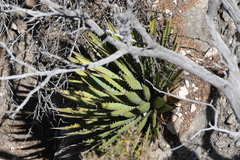 Agave utahensis kaibabensis
