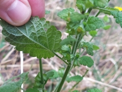 Melissa officinalis