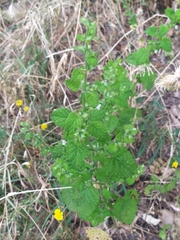 Melissa officinalis