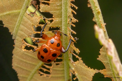 Henicolabus octomaculatus