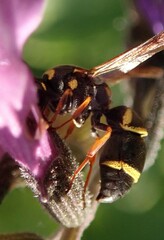 Parancistrocerus fulvipes