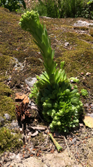 Sempervivum globiferum