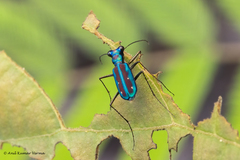 Jansenia azureocincta