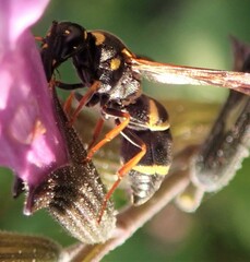 Parancistrocerus fulvipes