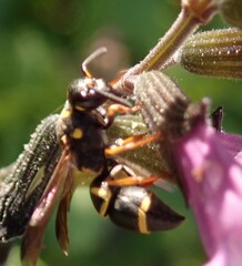 Parancistrocerus fulvipes