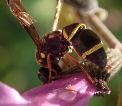 Parancistrocerus fulvipes