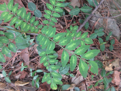 Zanthoxylum piperitum