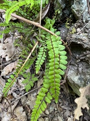 Asplenium trichomanes