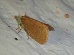 Bijugis bombycella