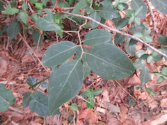 Lindera glauca