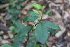 Myrsine stolonifera