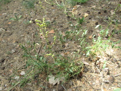 Rumex acetosella acetosella