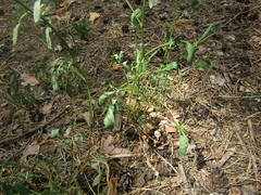 Rumex acetosella acetosella