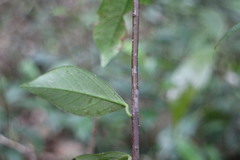 Myrsine stolonifera
