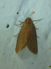 Bijugis bombycella