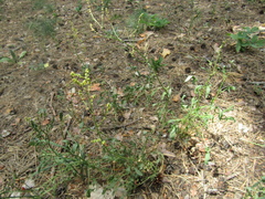 Rumex acetosella acetosella