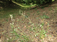 Rumex acetosella acetosella