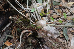Vaccinium emarginatum