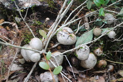 Vaccinium emarginatum
