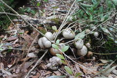 Vaccinium emarginatum
