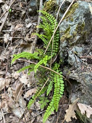 Asplenium trichomanes