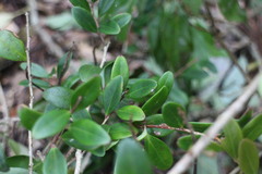 Vaccinium emarginatum