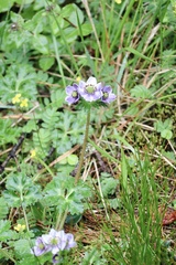 Anemonastrum demissum