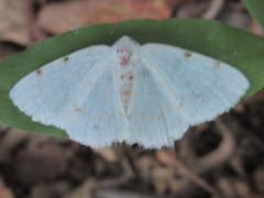 Lomographa bimaculata